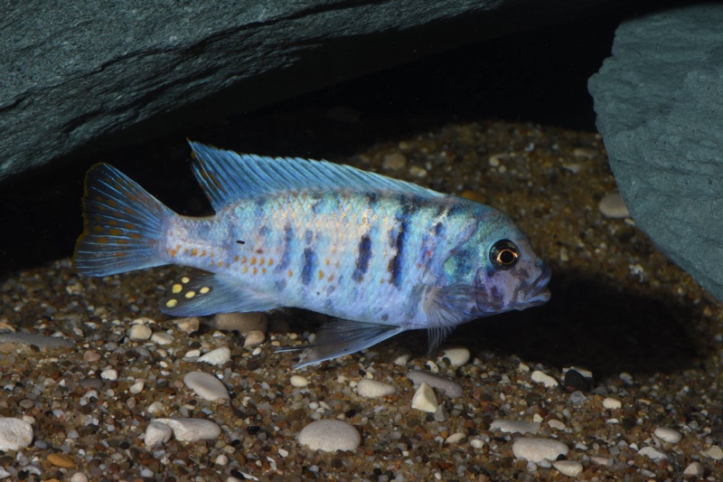 Maylandia zebra 'Chizumulu Island'